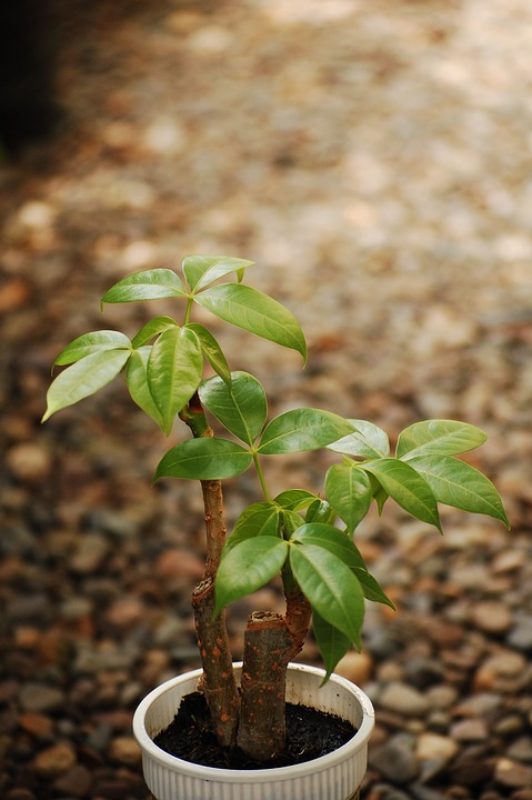 Photo of money tree plant