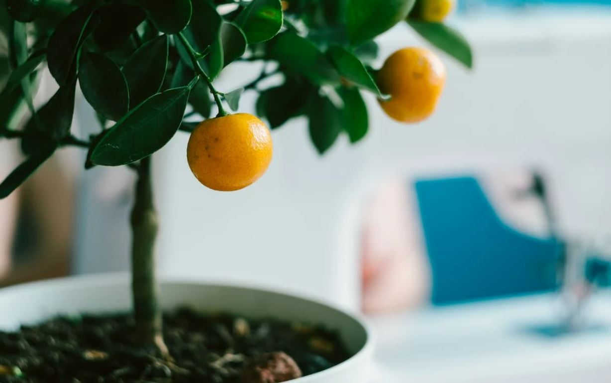 Photo of kumquat plant