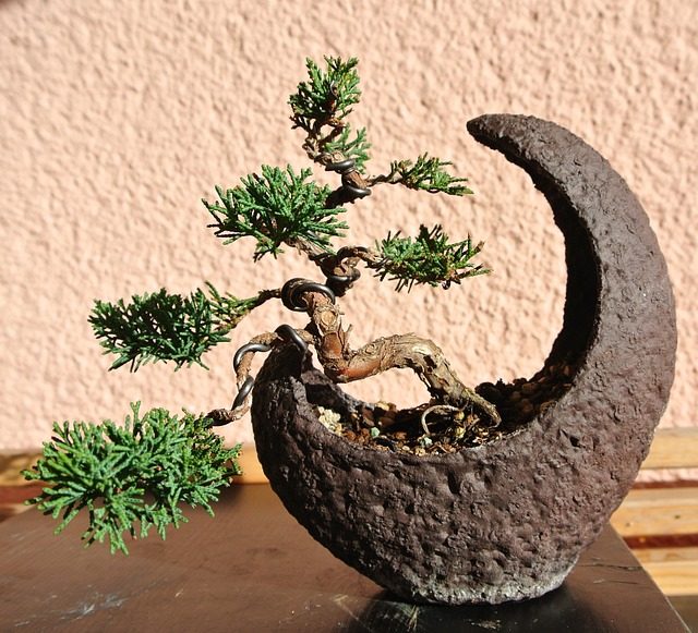 What Type of Bonsai is Best for Indoors