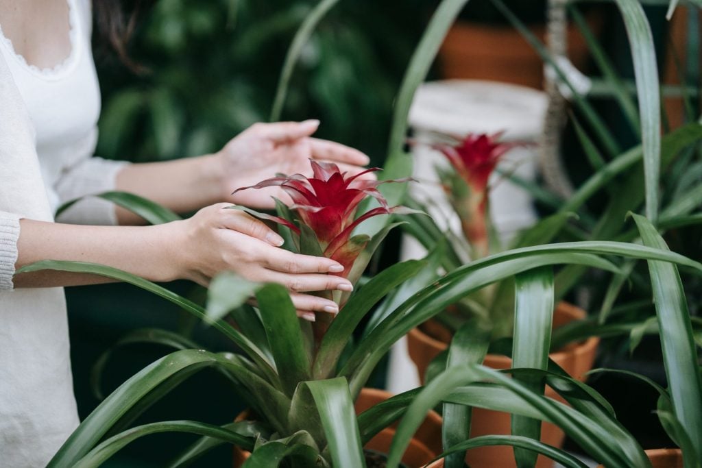 Bromeliads For Your Vertical Garden