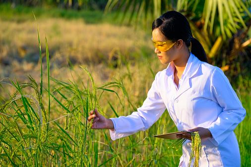 Hybrid Rice technology