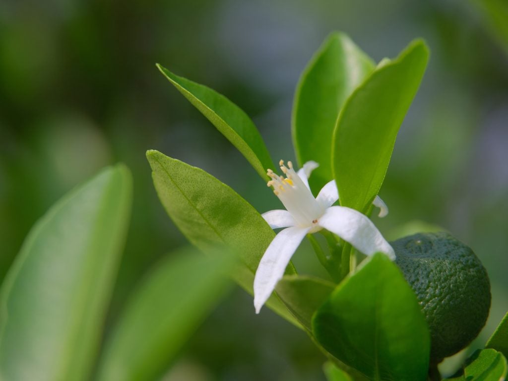 Kaffir Lime Leaves