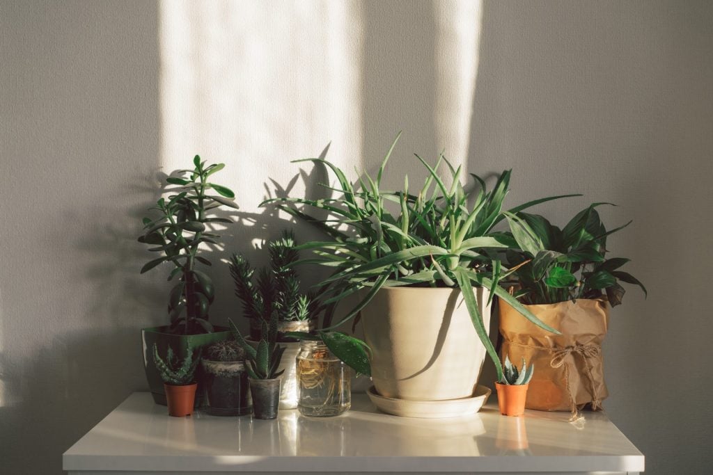 Lighting in Internal Garden