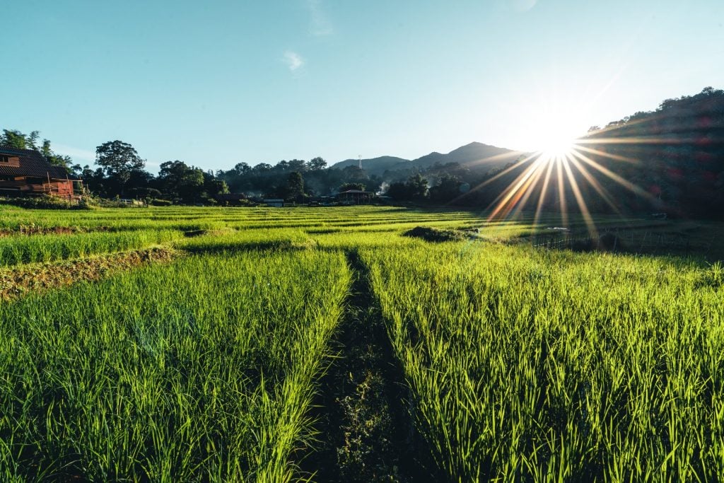 Rice Field