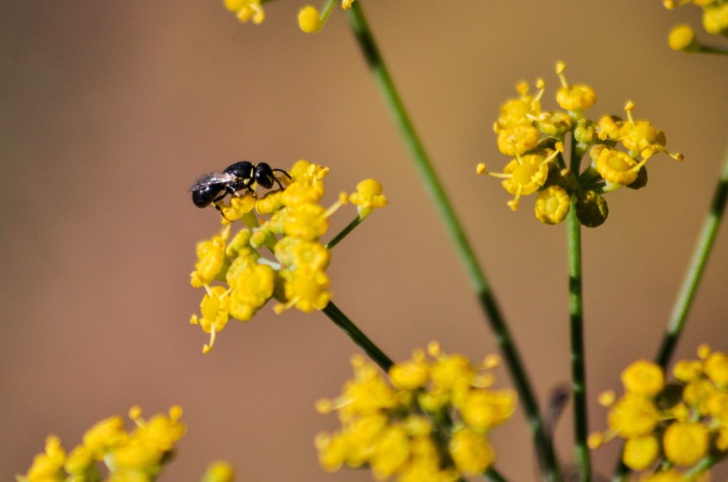 Yellow fennel flowers