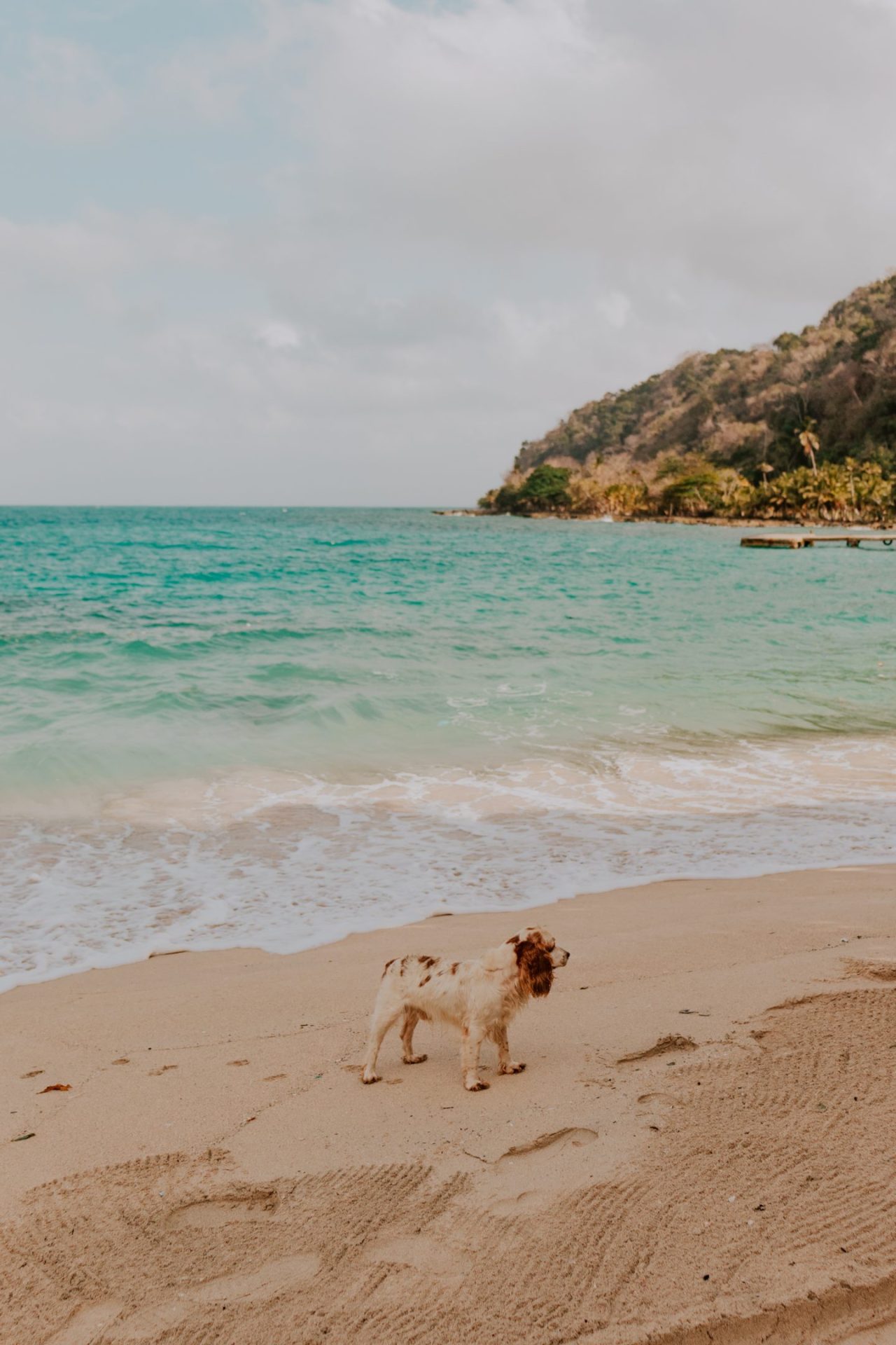 Photo of white sand beach with a dog