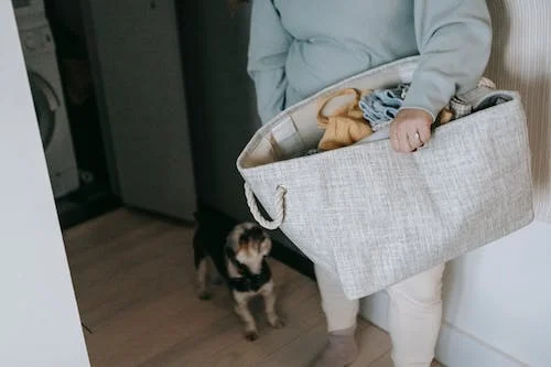 Photo of a dog looking at the laundry