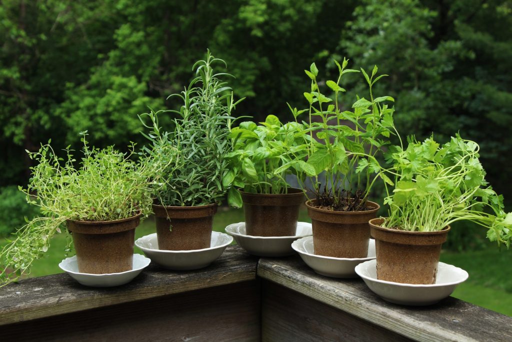 Edible Garden