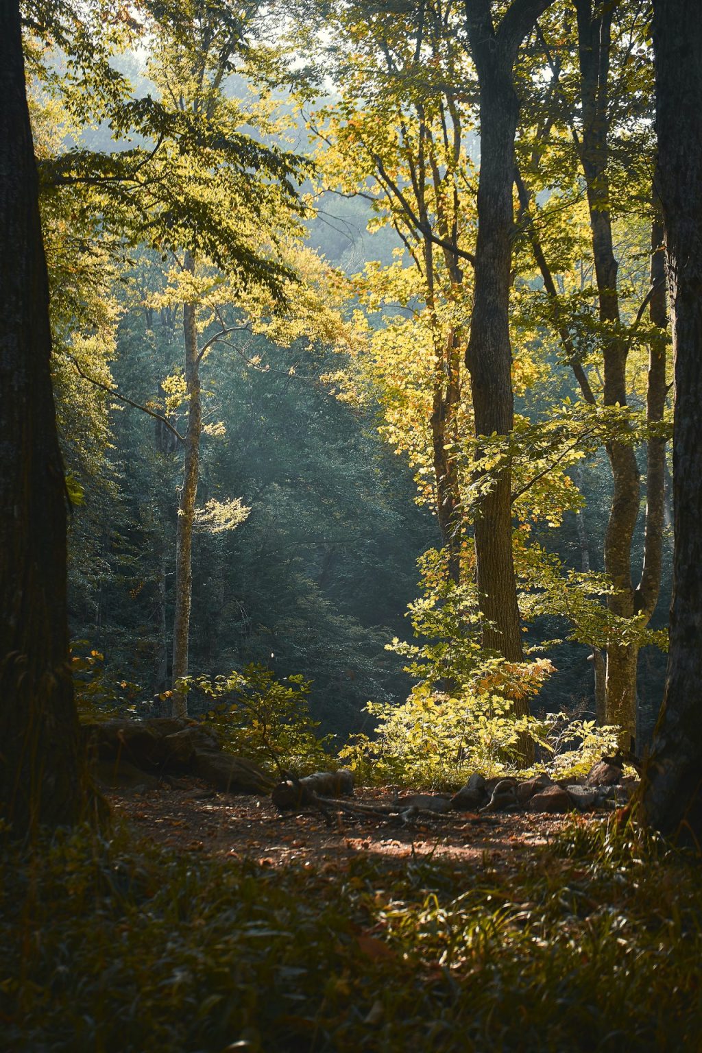 Forest Bathing: The Bare and Pure City of Pines | Luxury Living