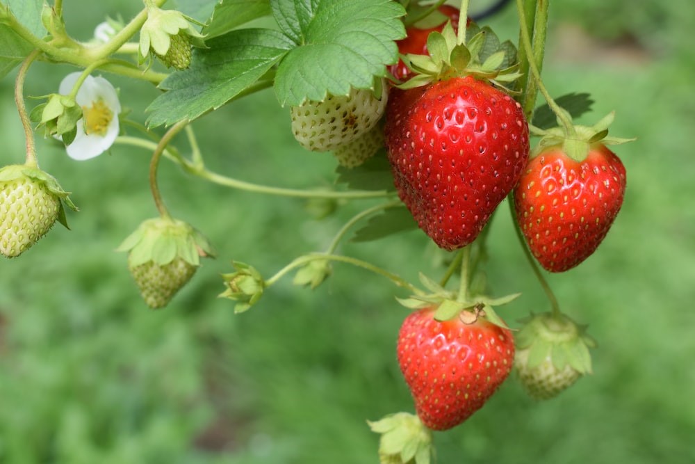 Photo of strawberries ready to be picked
