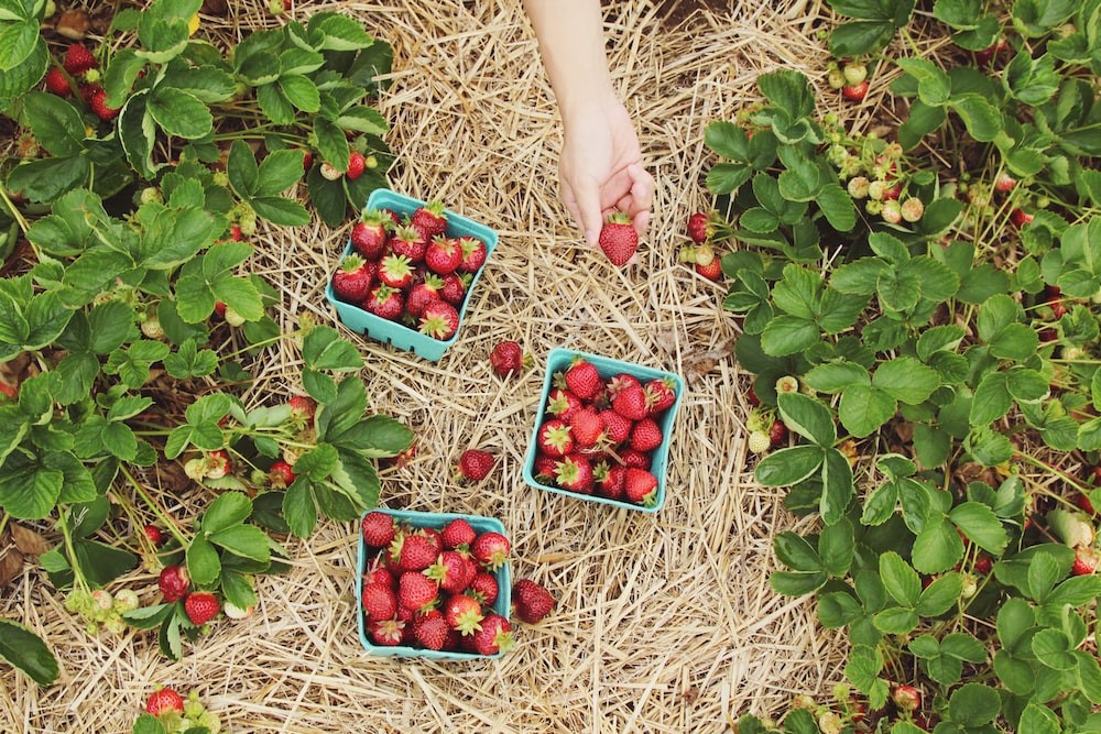 Flatlay photo of boxes of strawberries