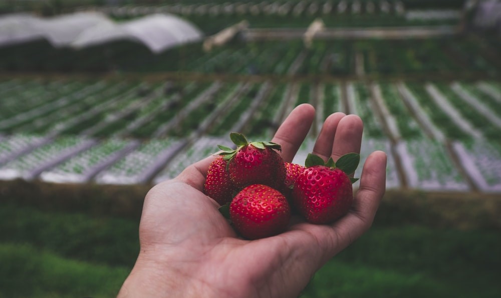 Freshly picked strawberries on hand