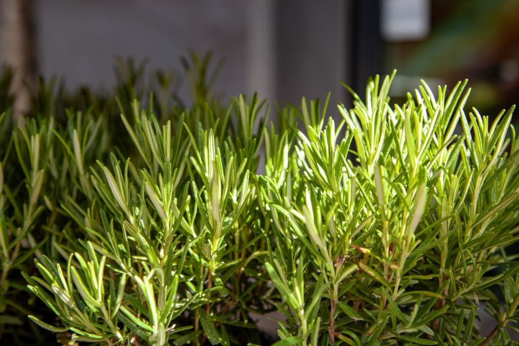 Rosemary Plant