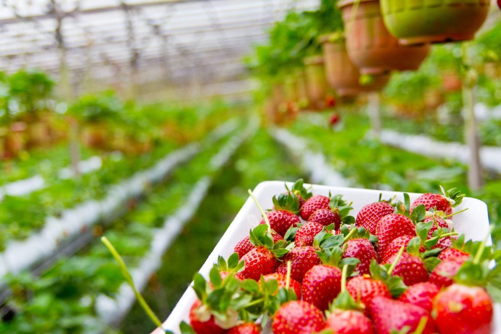 Pick Strawberries at Queens Strawberry Farm, Alfonso