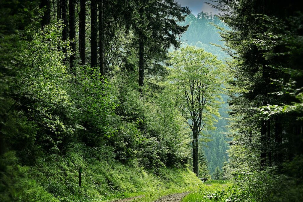 How To Celebrate World Environment Day In Your Luxury Home